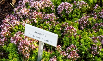 Масло Орегано (Origanum heracleoticum)